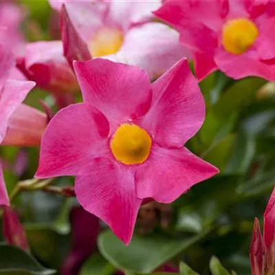 Mandevilla sanderi 'Sundaville'® Mandevilla sanderi 'Sundaville'®