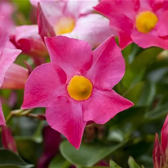 Mandevilla sanderi 'Sundaville'®