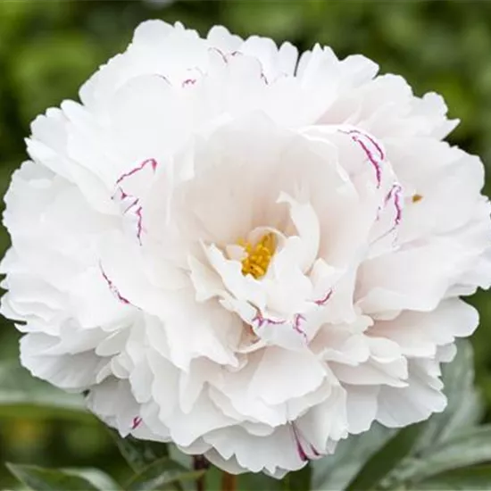 Paeonia lactiflora, weiß