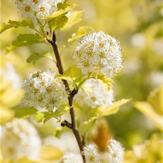 Physocarpus opulifolius 'Dart´s Gold'