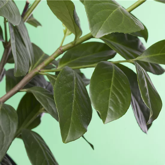 Prunus laurocerasus 'Novita' Prunus laurocerasus 'Novita'