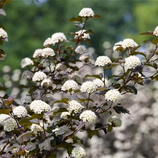 Physocarpus opulifolius 'Diabolo'®