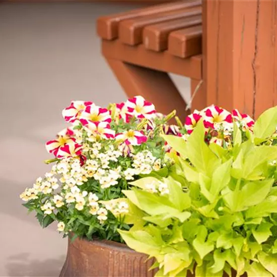 Für jeden Anlass die passenden Pflanzen für Beet und Balkon Für jeden Anlass die passenden Pflanzen für Beet und Balkon