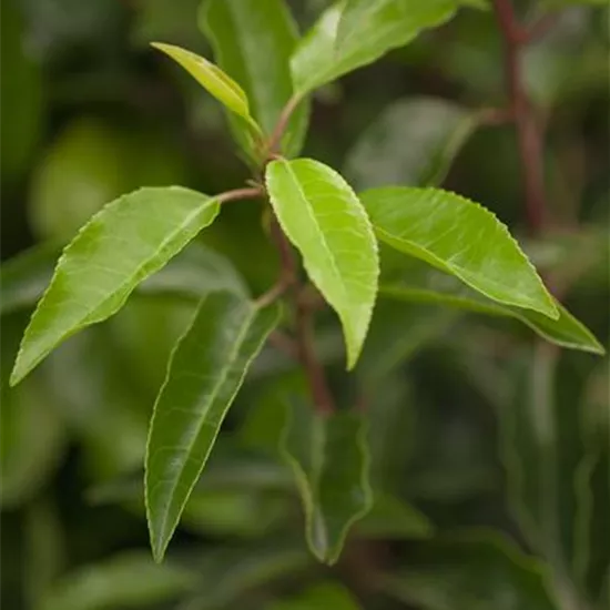 Prunus lusitanica