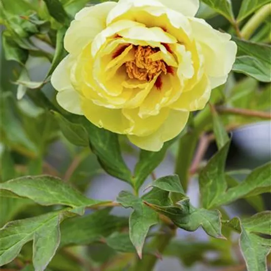 Paeonia x suffruticosa, gelb