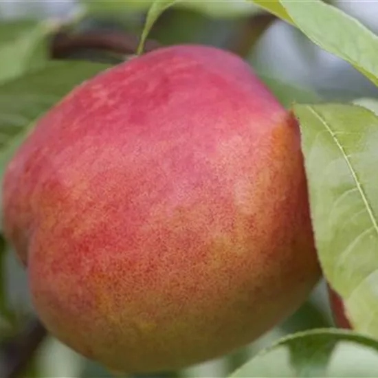 Prunus persica var. nucipersica Prunus persica var. nucipersica