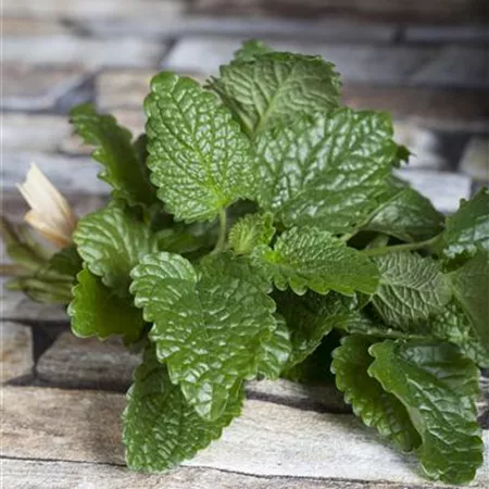 Melissa officinalis Melissa officinalis