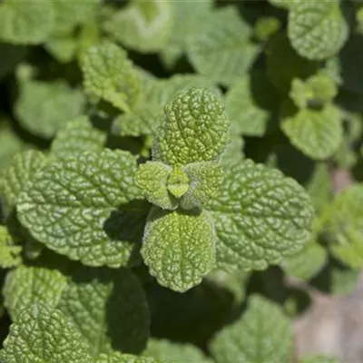 Mentha species Mentha species