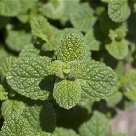 Mentha species Mentha species