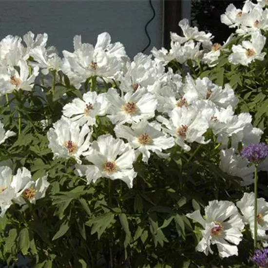 Paeonia x suffruticosa, weiß