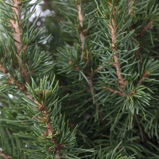 Picea glauca 'Conica' Picea glauca 'Conica'