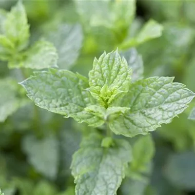 Mentha spicata 'Maroccan' Mentha spicata 'Maroccan'