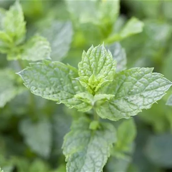 Mentha spicata 'Maroccan' Mentha spicata 'Maroccan'