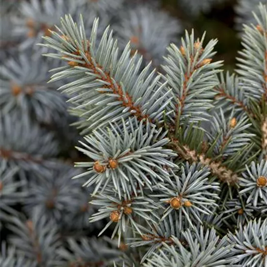 Picea pungens Picea pungens