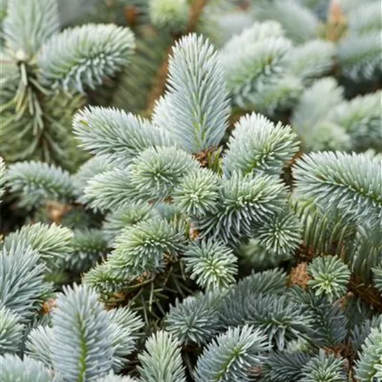 Picea pungens 'Glauca' Picea pungens 'Glauca'