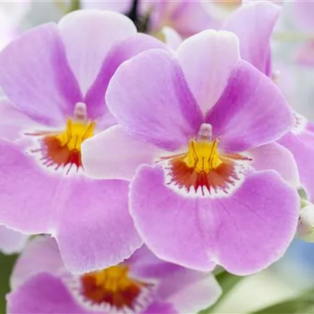 Miltonia Miltonia
