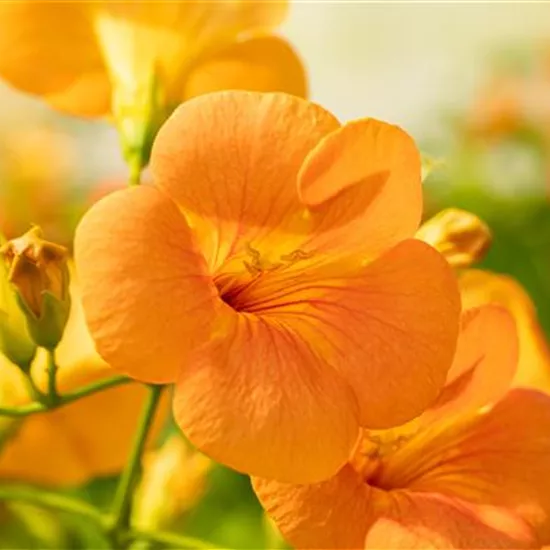 Kletterpflanzen einpflanzen – So wird’s im Garten märchenhaft Kletterpflanzen einpflanzen – So wird’s im Garten märchenhaft