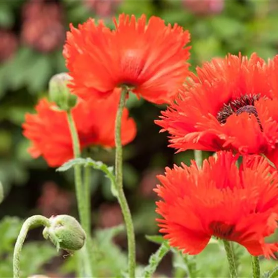 Papaver orientale