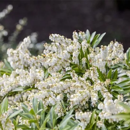 Pieris japonica 'Cupido'