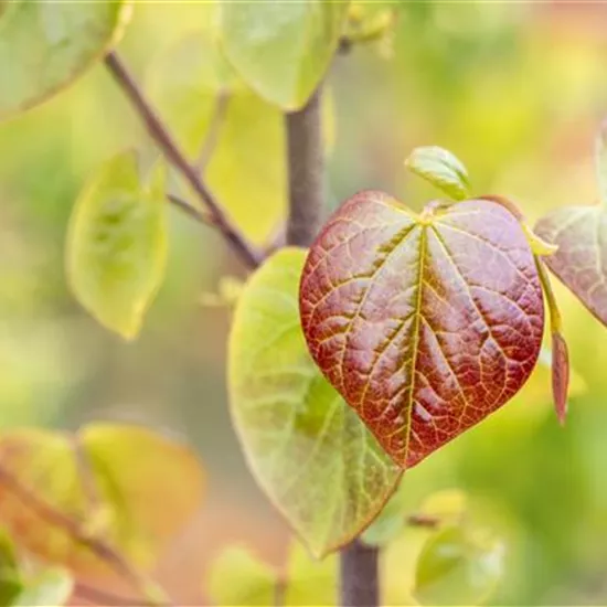 Gartengestaltung mit Laubgehölzen – So strahlt der Garten in allen Farben Gartengestaltung mit Laubgehölzen – So strahlt der Garten in allen Farben