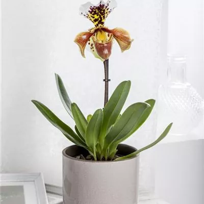 Paphiopedilum Paphiopedilum