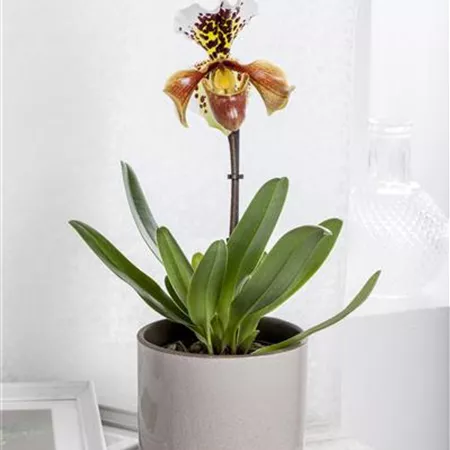 Paphiopedilum Paphiopedilum
