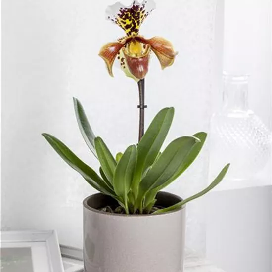 Paphiopedilum Paphiopedilum