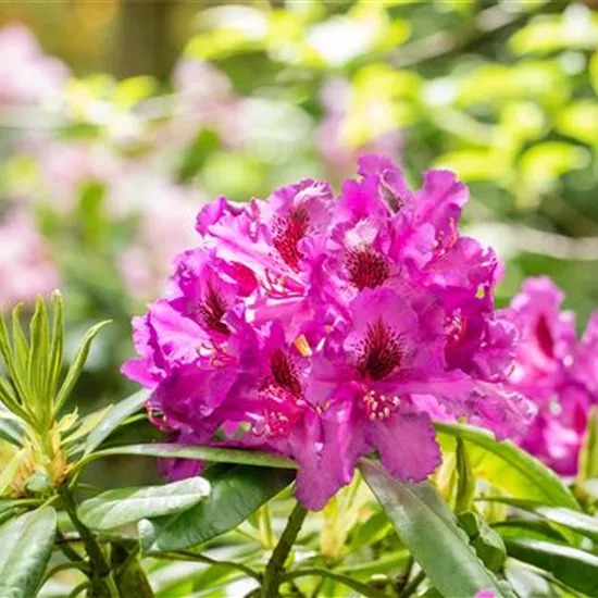 Gartengestaltung mit Rhododendren – So entsteht ein Blütenmeer Gartengestaltung mit Rhododendren – So entsteht ein Blütenmeer