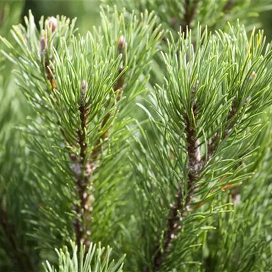 Pinus mugo 'Carsten´s Wintergold'