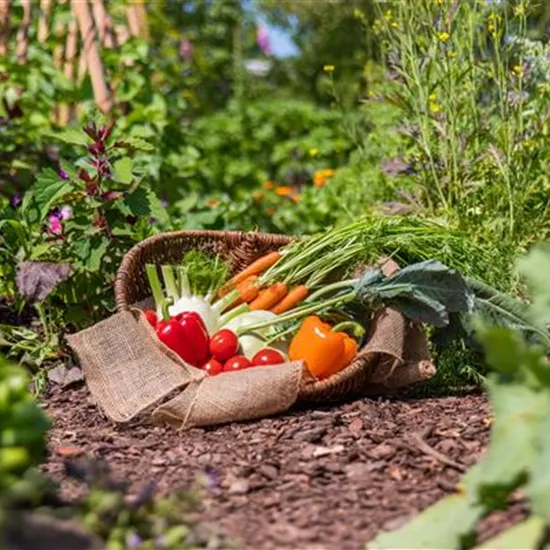 Gemüse und Kräuter pflanzen für besondere Aromen Gemüse und Kräuter pflanzen für besondere Aromen