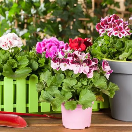Geranien als beliebte Klassiker für Balkon und Garten