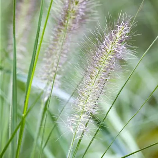 Pennisetum alopecuroides