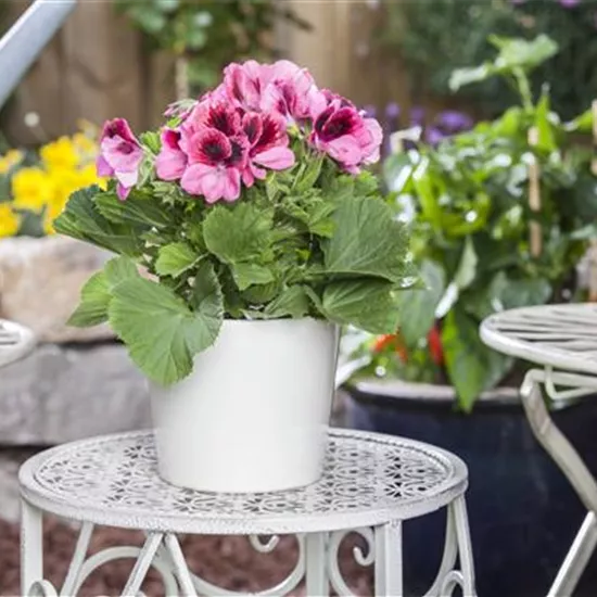 Pelargonium grandiflorum