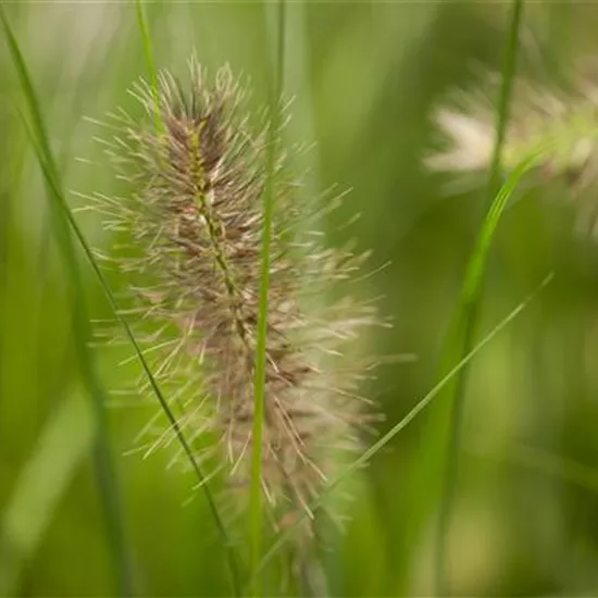 Pennisetum alopecuroides 'Little Bunny'