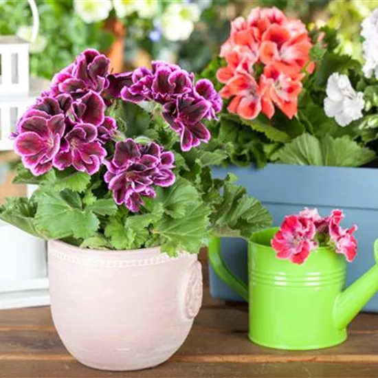 Geranien pflanzen und Balkon und Garten bunt gestalten
