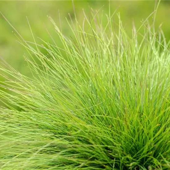 Gräser kaufen und den eigenen Garten einmalig gestalten Gräser kaufen und den eigenen Garten einmalig gestalten
