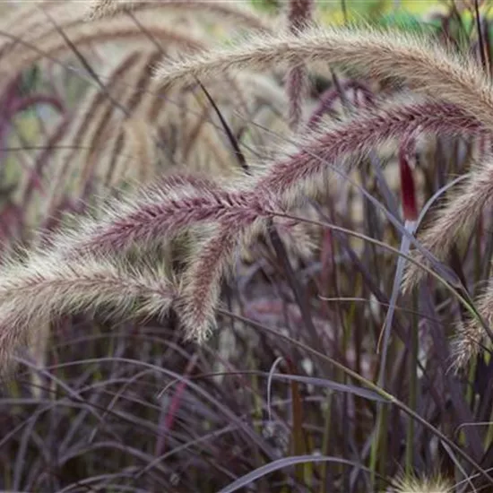 Pennisetum setaceum
