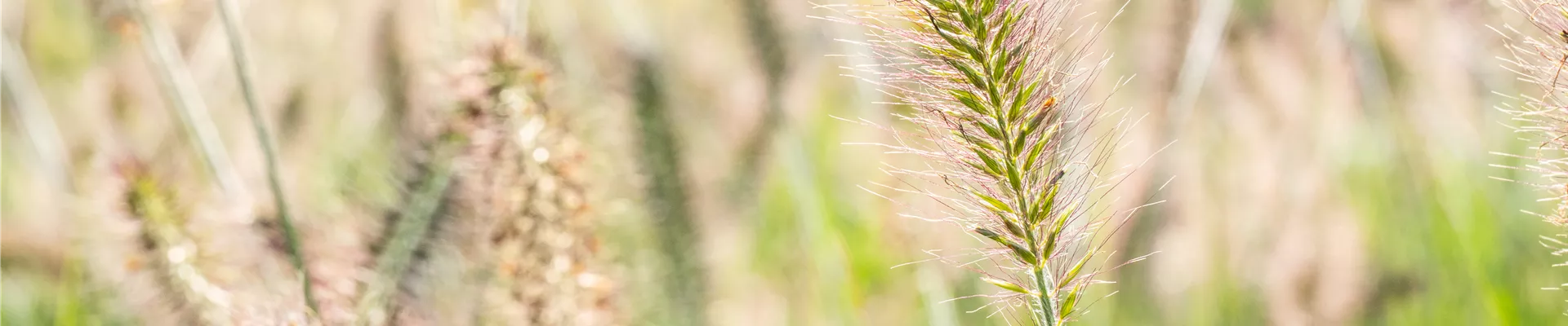 GS642863.jpg GS642863.jpg