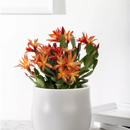 Rhipsalidopsis gaertneri Rhipsalidopsis gaertneri