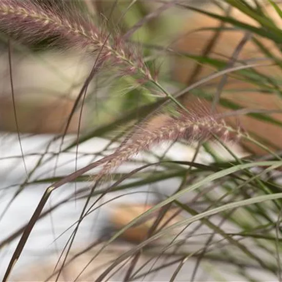 Gräser zurückschneiden für einen malerischen Wuchs Gräser zurückschneiden für einen malerischen Wuchs