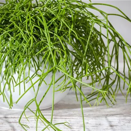 Rhipsalis baccifera Rhipsalis baccifera