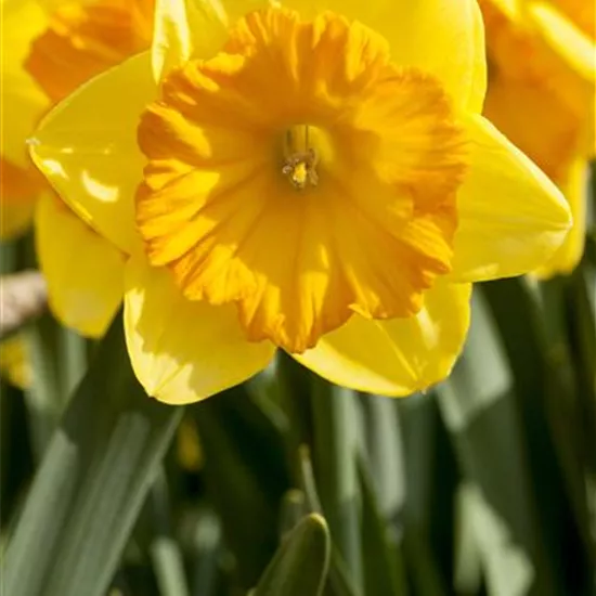 Narcissus in großkronigen Sorten