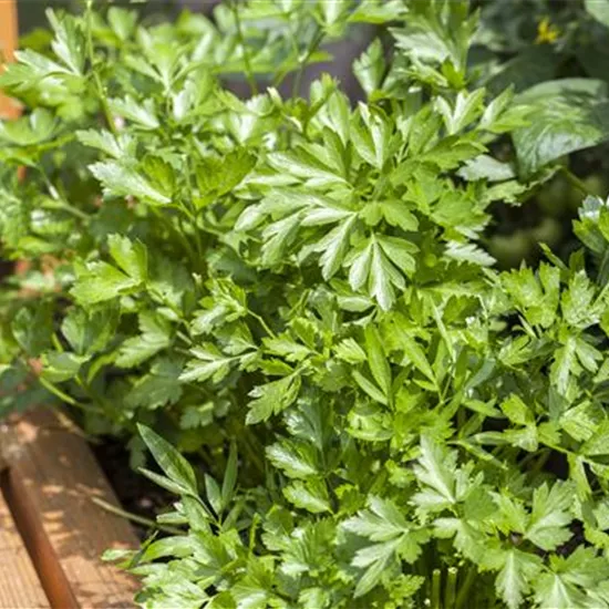 Petroselinum crispum (glatt)
