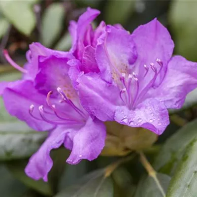 Rhododendron catawbiense Rhododendron catawbiense