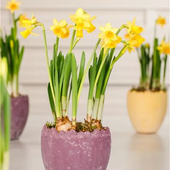 Narcissus pseudonarcissus