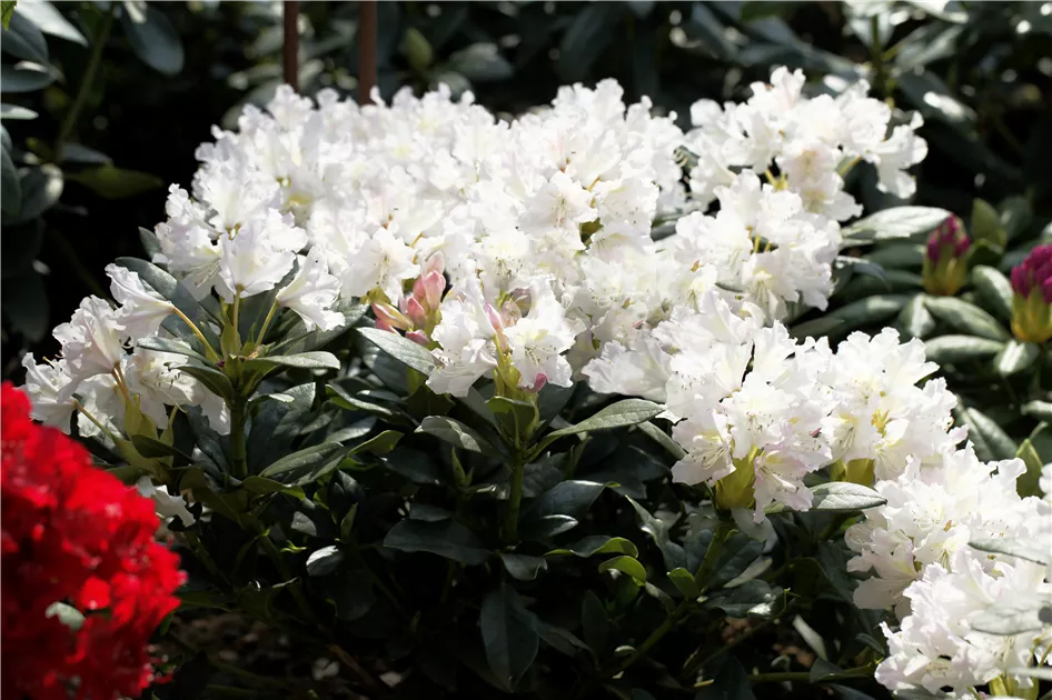 rhododendron bloom Plum Beautiful
