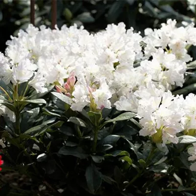 Rhododendron 'Cunningham´s White' Rhododendron 'Cunningham´s White'