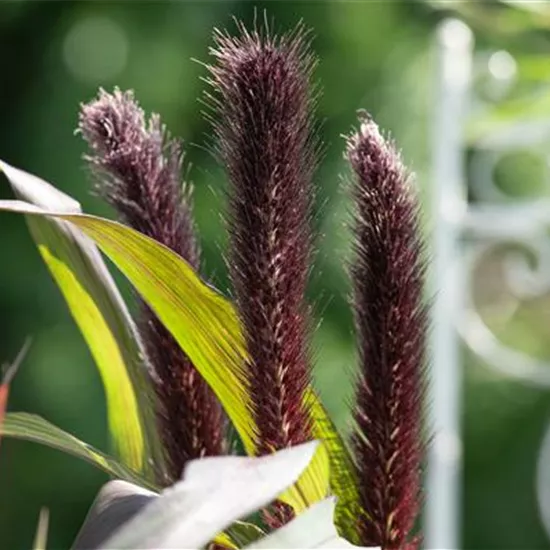 Gräserarten und -sorten – Die schönsten Kandidaten Gräserarten und -sorten – Die schönsten Kandidaten