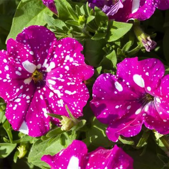 Petunia 'BabyDoll'®