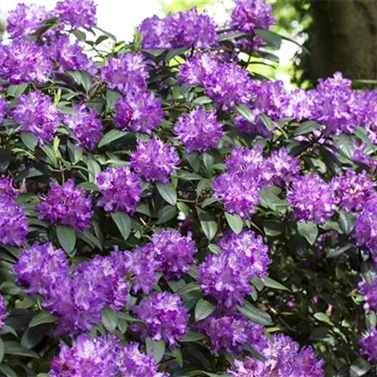 Rhododendron Hybride (großblumig) Rhododendron Hybride (großblumig)